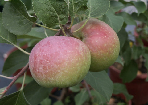 Pommier "Liberty"