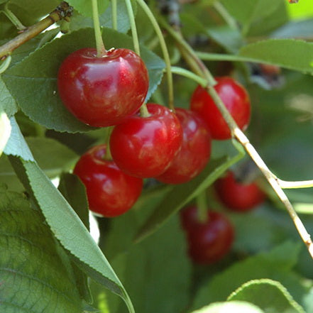 Cerisier "Crimson passion"