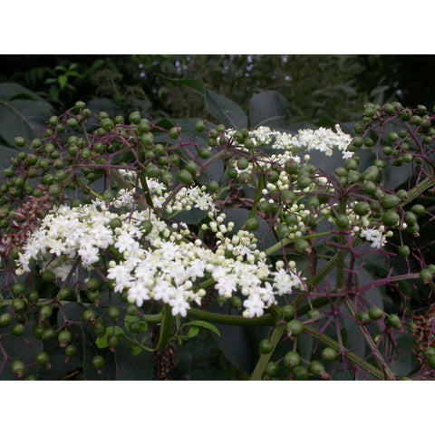 Sureau canadensis "Maxima"