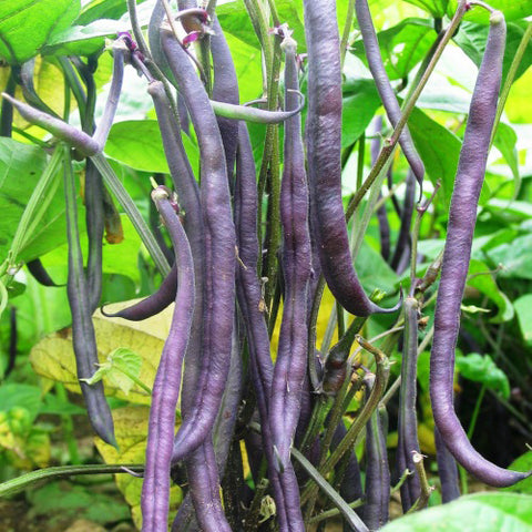 Semence "Haricot nain Royal burgundy" - Bio - Écoumène