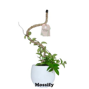 Tuteur en mousse MOSSIFY