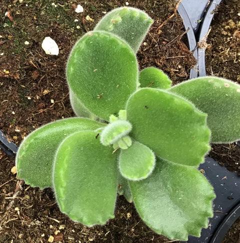 Plante succulente