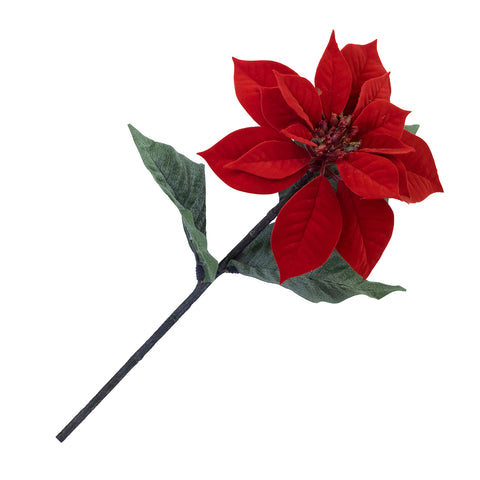 Tige de poinsettia