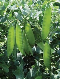 Semence de "Pois mangetout"