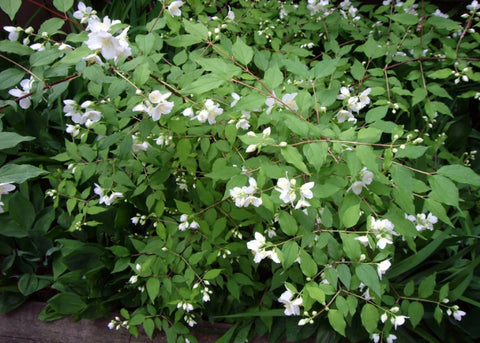 Philadelphus "Blizzard"