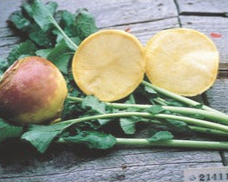 Semence de "Rutabaga Laurentien Thomson"