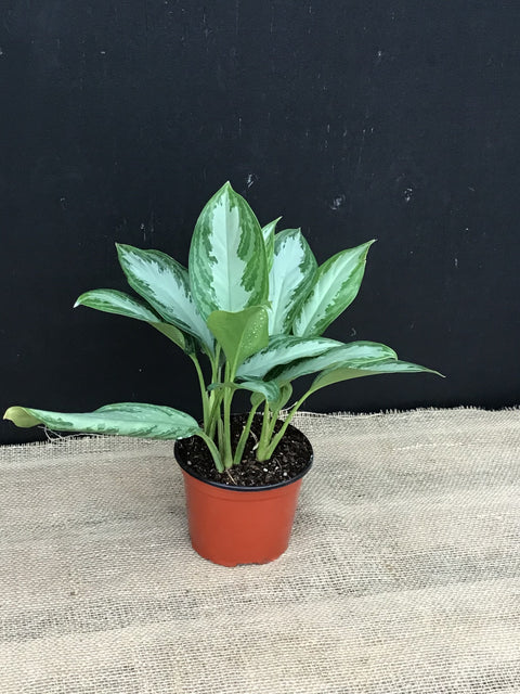 Plante d'intérieur "Aglaonema silver bay"