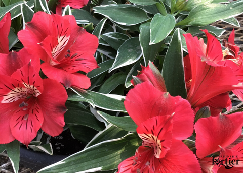 Alstroemeria rouge