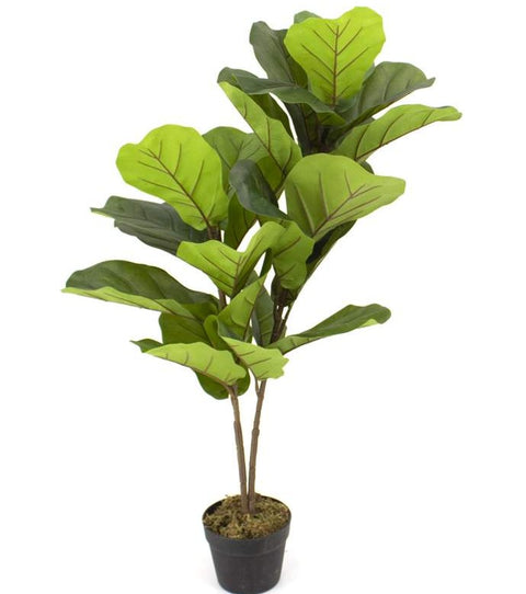 Plante "Arbre de feuille de violon"