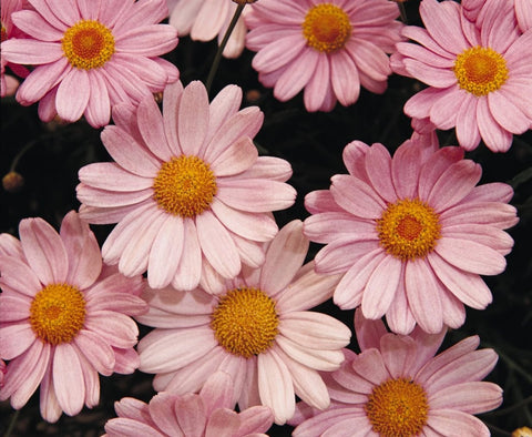 Argyranthémum Comet pink
