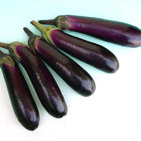 Semence "Aubergine rose" non traité