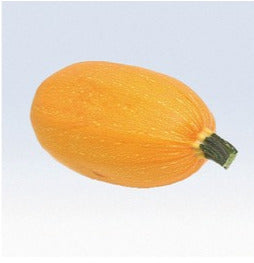 Semence de "Courge spaghetti orange mini"
