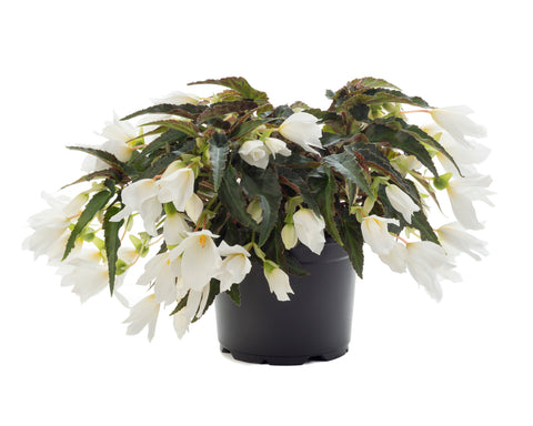 Jardinière de Bégonia Beauvillia blanc