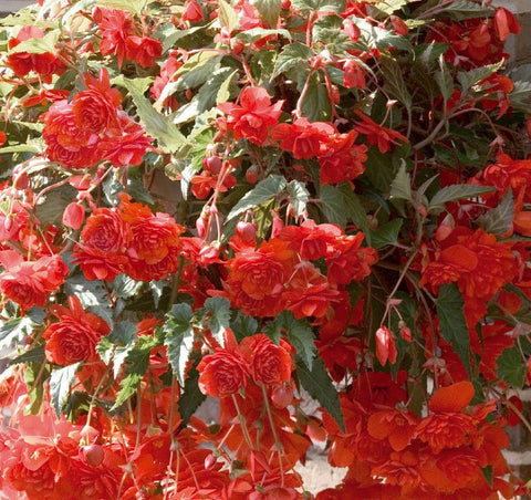 Jardinière de Bégonia illumination orange