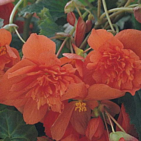 Bégonia illumination orange