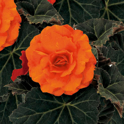Bégonia non-stop mocca orange foncé
