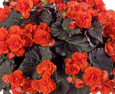 Jardinière de Bégonia Solenia chocolat orange