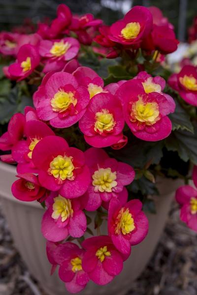 Bégonia Rieger Valentino Pink