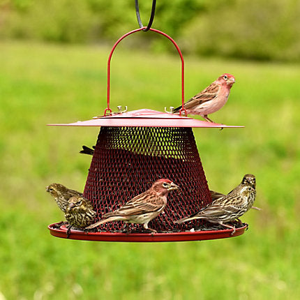 Mangeoire à cardinaux rouge