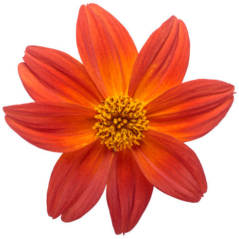 Bidens orange