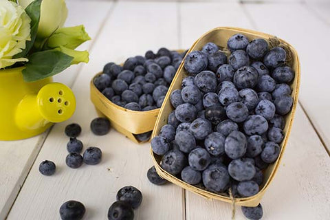 Plant de bleuet Patriot