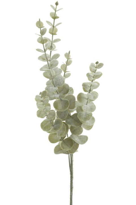 Branche d'eucalyptus
