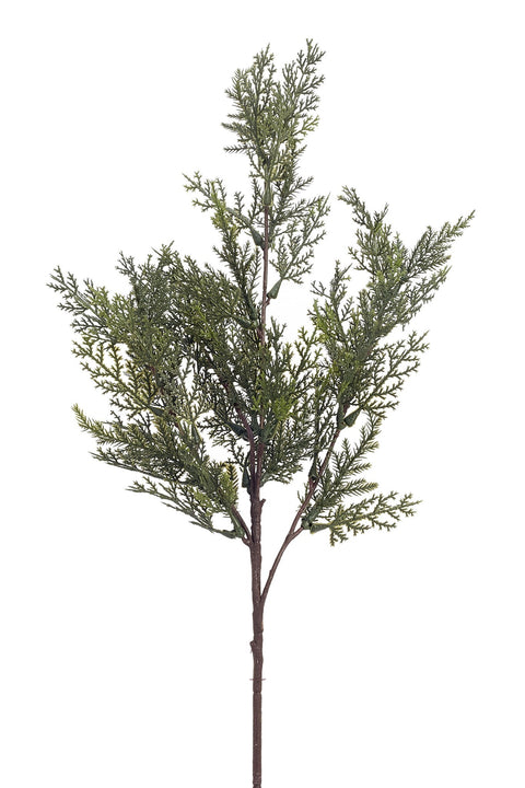 Branche de cèdre