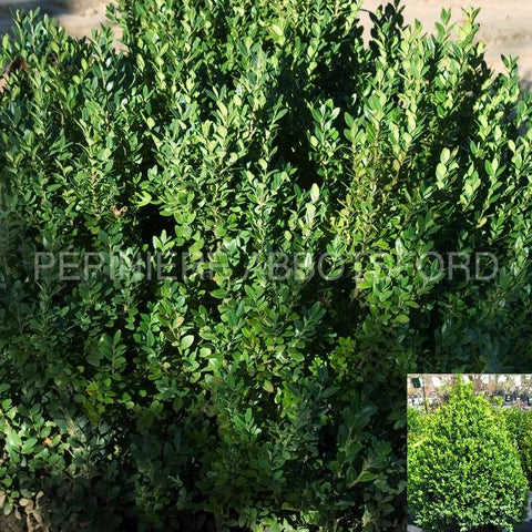 Buxus "Green Mountain"