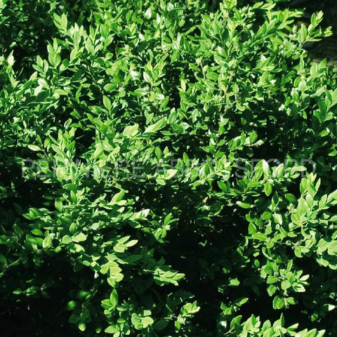 Buxus "Green velvet"