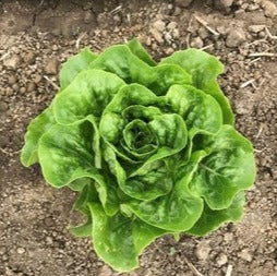 Semence de "Laitue romaine" Biologique