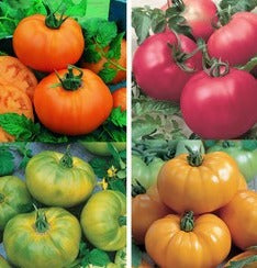 Semence de "Tomate en mélange Chef's Choise" non traité