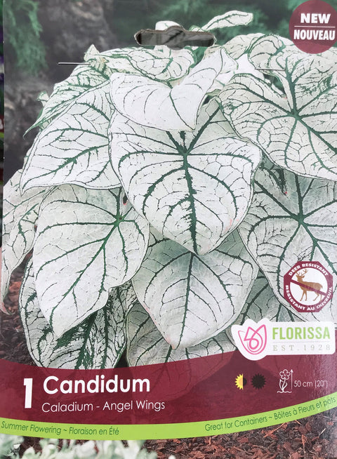 Bulbe de "Caladium Candidum"