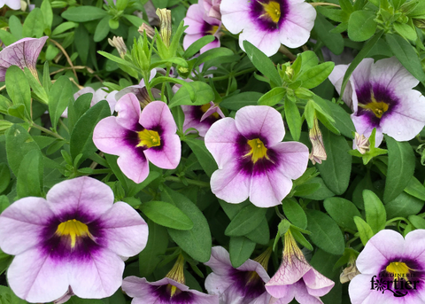 Calibrachoa lavande