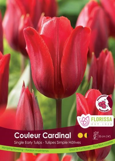 Bulbe de Tulipe "Cardinal"