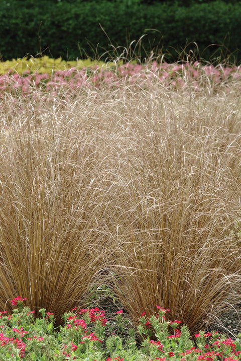 Carex red rooster