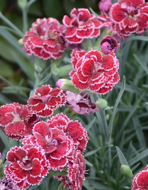 Dianthus Black Cherry Frost