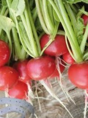 Semence de "Radis Cherry belle" non traité