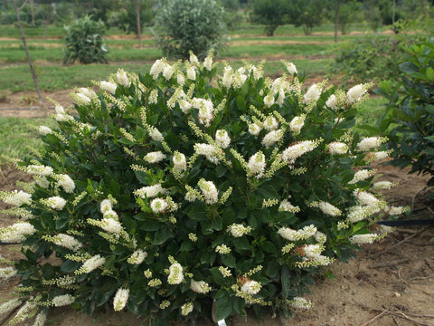 Clethra "Sugartina chrystalina"