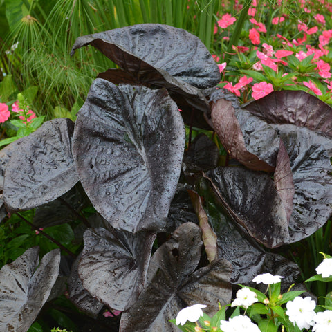 Colocasia Kona coffee