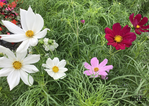 Cosmos sensation mix