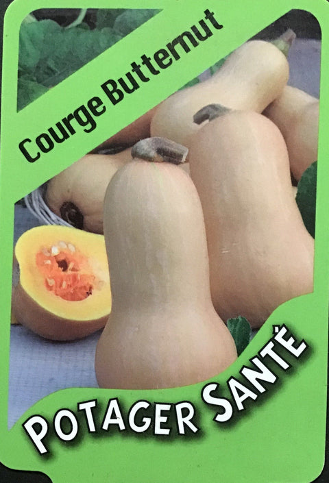 Courge Butternut / Potager Santé