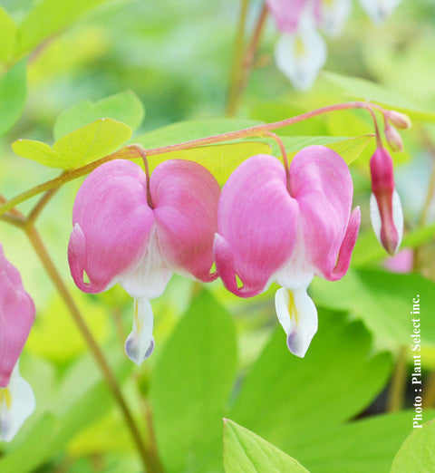 Dicentra spectabilis Goldheart