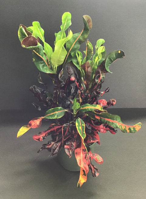 Plante d'intérieur "Croton Mammy"