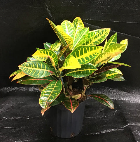 Plante d'intérieur "Croton Petra"