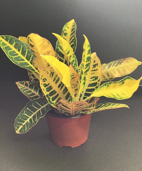 Plante d'intérieur "Croton Petra"