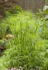 Cyperus Papyrus Little Tut / + FORT