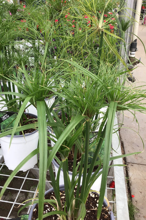Cyperus Papyrus Little Tut / + FORT