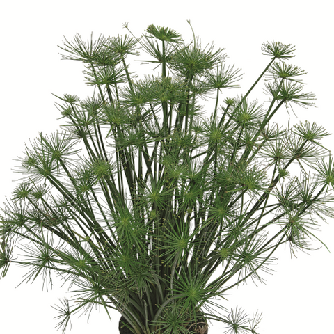 Cyperus Cléopatra
