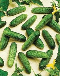 Semence de "Cornichon vert"