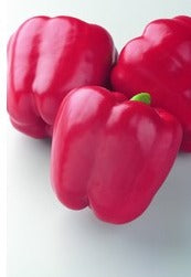 Semence de "Piment rouge doux"